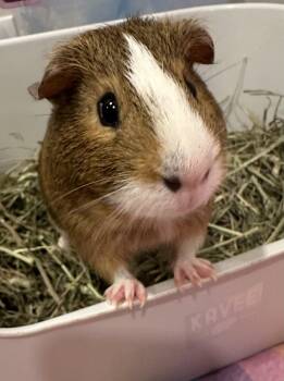 Rescue Guinea Pig Guinea Pigs for Adoption in Canton, Massachusetts - Oreo And S